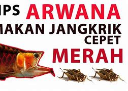 Slot Baru Ikan Arwana Makan Apa Ya